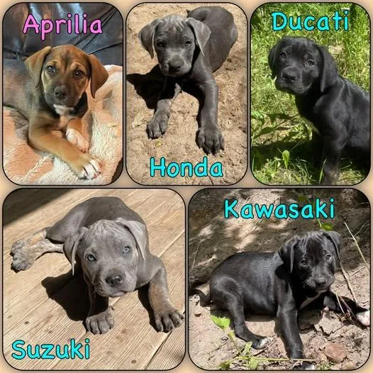 Puppies Sport Bike litter