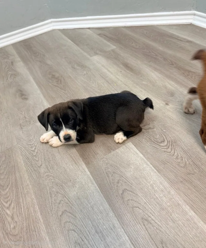 A baby medium-sized male Australian Shepherd dog named Toby for adoption in Plano, TX