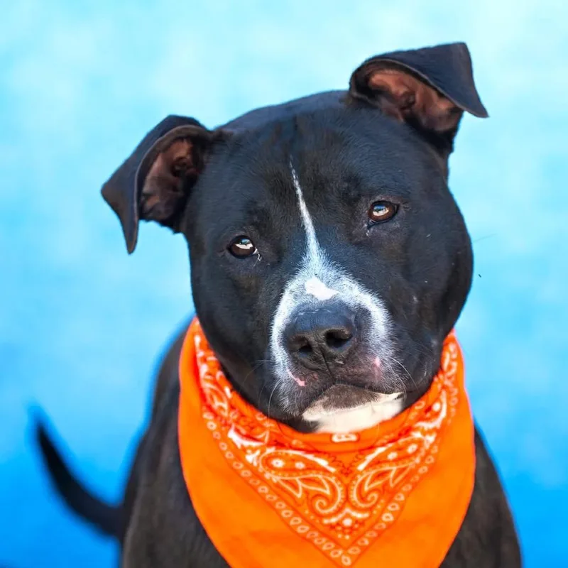 A young medium-sized male Black Pit Bull Terrier dog named Gunther for adoption in Belleville, IL