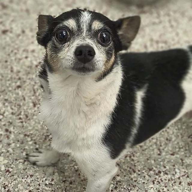An adult small-sized male Chihuahua dog named Oreo for adoption in Tucson, AZ