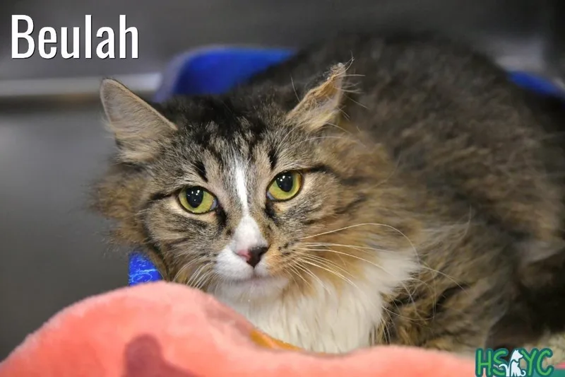 A young medium-sized female Domestic Medium Hair cat named Beulah for adoption in Fort Mill, SC