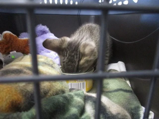 A baby small-sized male Domestic Short Hair cat named A for adoption in Ocala, FL