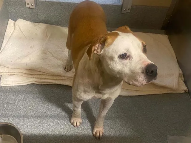 A young large-sized female Pit Bull Terrier dog named Griselda for adoption in Tustin, CA