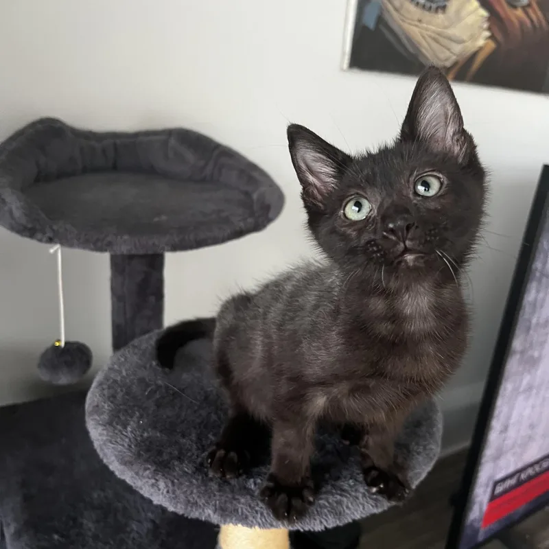 A baby medium-sized female Gray / Blue / Silver Domestic Short Hair cat named Mc Fluffy for adoption in Lauderhill, FL