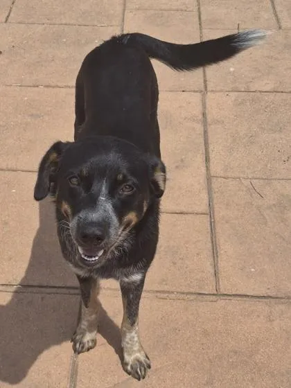 A young medium-sized female Cattle Dog dog named Misha for adoption in Shreveport, LA
