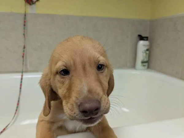 A young large-sized female Bloodhound dog named Blancheblanket for adoption in Osage Beach, MO