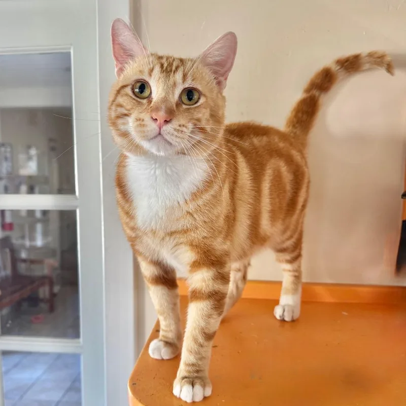 A young medium-sized male Domestic Short Hair cat named Tito for adoption in Cambria, CA