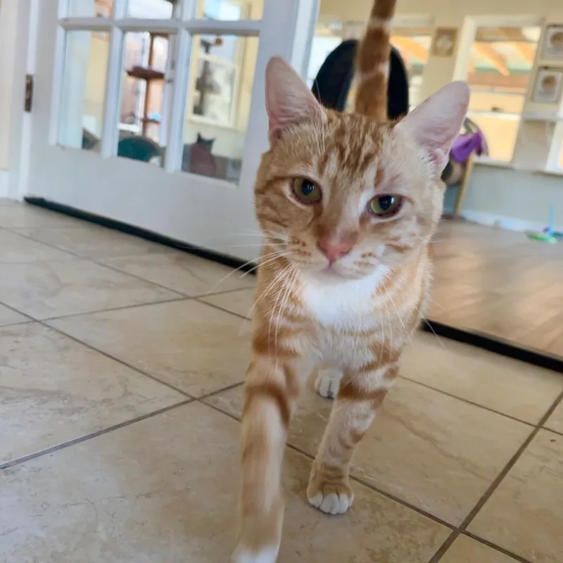 Tito thumbnail 6
