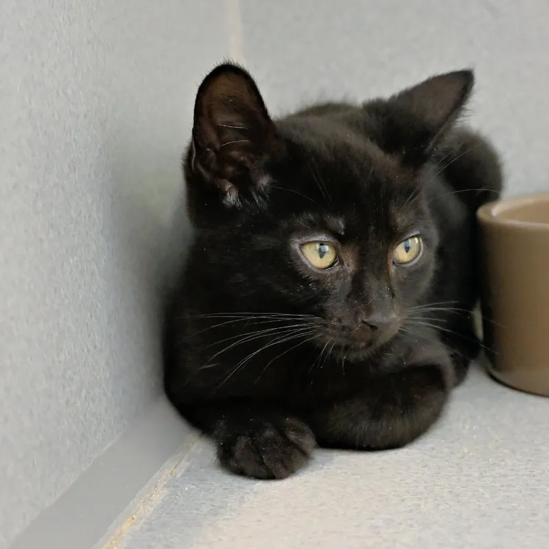A baby medium-sized male Domestic Short Hair cat named Blueberry Spice for adoption in Shoreline, WA