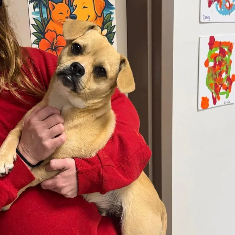 A young small-sized male Yellow / Tan / Blond / Fawn Chihuahua dog named Peacock for adoption in Brainerd, MN