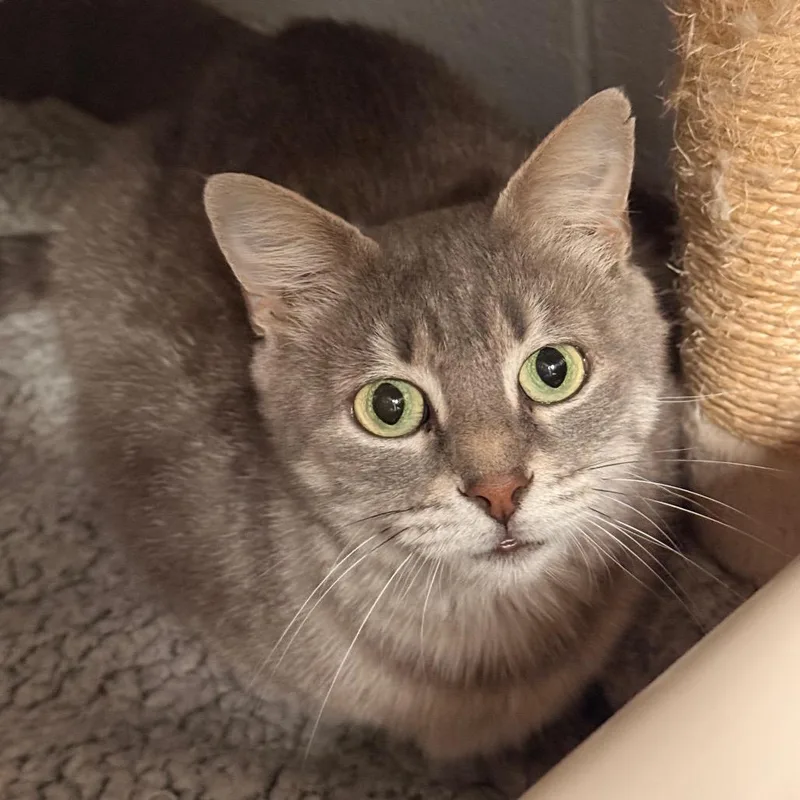 A young medium-sized female Gray / Blue / Silver Domestic Short Hair cat named Ellie for adoption in South Elgin, IL