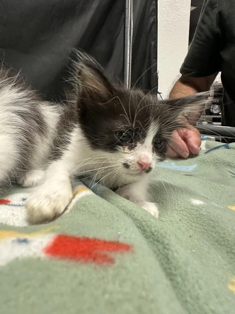 A baby small-sized male Black & White / Tuxedo Domestic Long Hair cat named Screech for adoption in Pacifica, CA