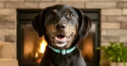 A young medium-sized male Brown / Chocolate Labrador Retriever dog named Duke for adoption in Windsor Locks, CT