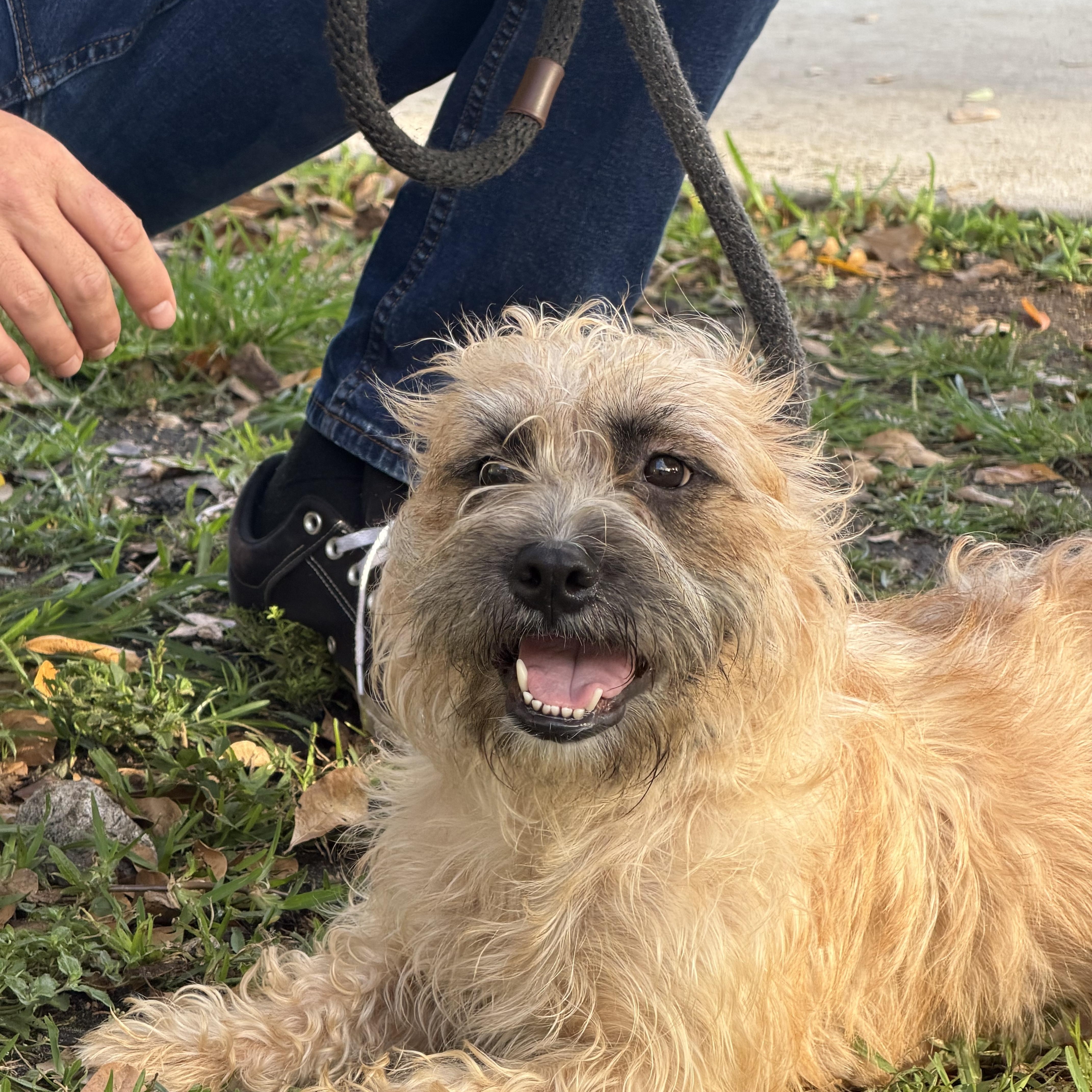 A young medium-sized female Cairn Terrier dog named Winnie for adoption in Boca Raton, FL