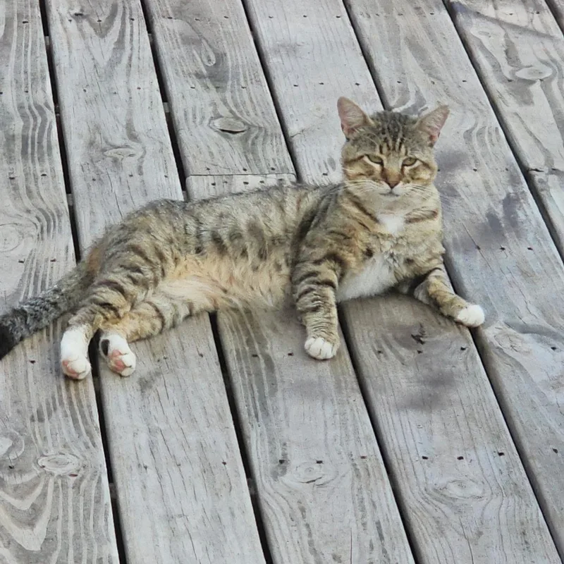 An adult medium-sized male Tabby (Gray / Blue / Silver) Domestic Short Hair cat named Buddy for adoption in Oklahoma City, OK