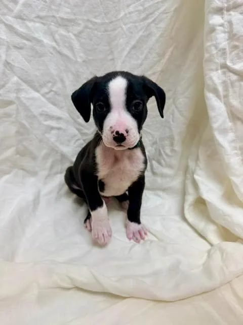 A baby medium-sized male American Bulldog dog named Aramis for adoption in Madison, GA