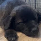 A baby small-sized male Black Mixed Breed dog named Brisket for adoption in Buffalo, MN