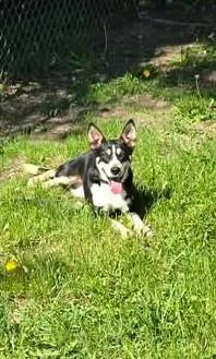 A young medium-sized female Tricolor (Brown, Black, & White) Australian Shepherd dog named Maisey for adoption in Reed City, MI