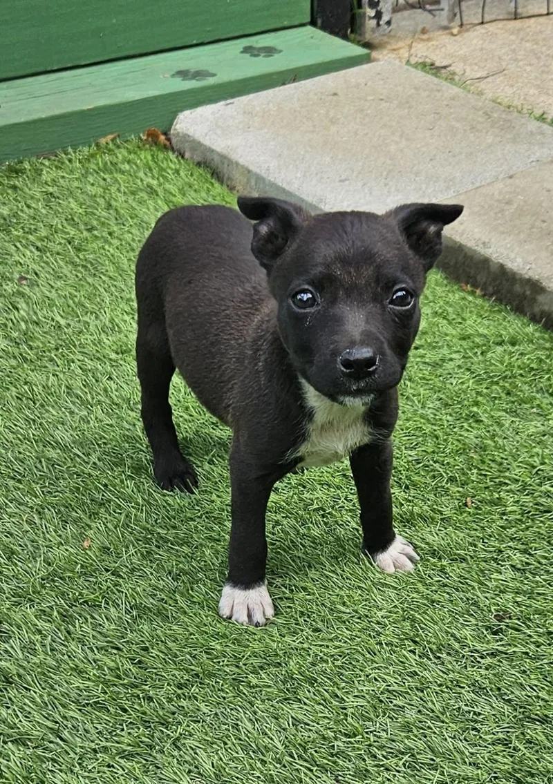 A baby small-sized female Chihuahua dog named Ellie for adoption in Mount Pleasant, NC