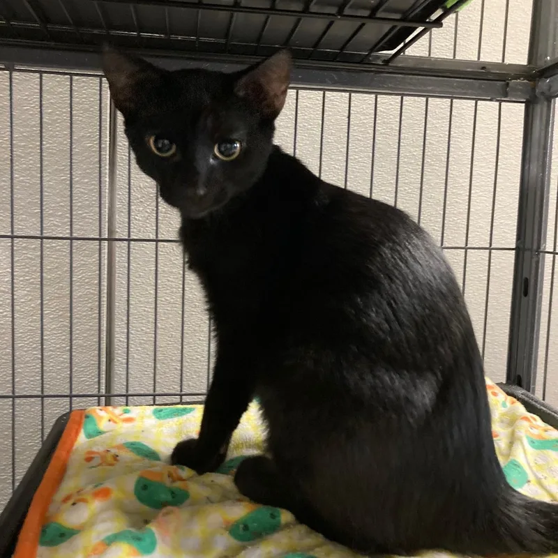A baby medium-sized male Black Domestic Short Hair cat named Mar for adoption in Kankakee, IL