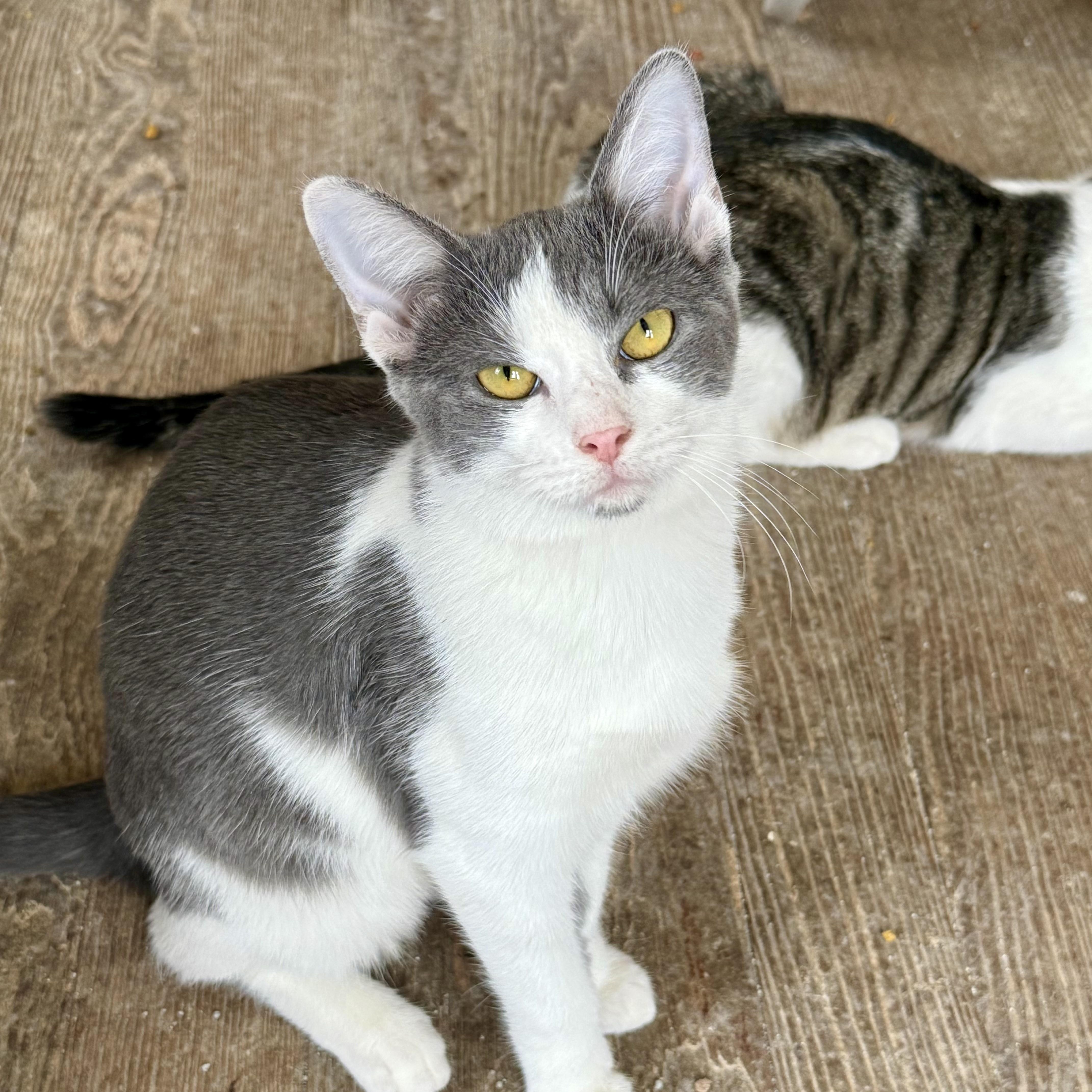A young medium-sized female Gray & White Domestic Short Hair cat named Milkshake for adoption in Shreveport, LA
