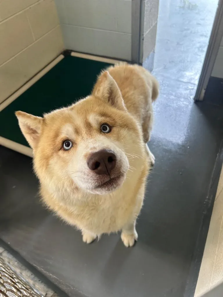 A young medium-sized male Husky dog named JayAxel for adoption in Johnson City, TN