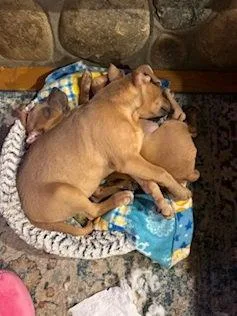 D Litter Jenny thumbnail 2