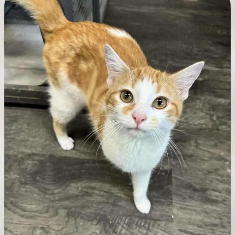 Marmalade thumbnail 2