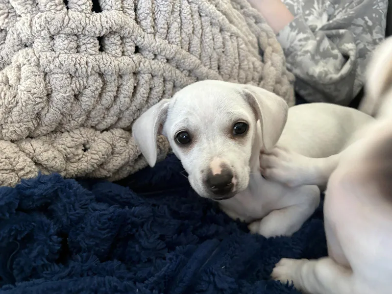 A baby small-sized male Chihuahua dog named Malachi for adoption in Salt Lake City, UT
