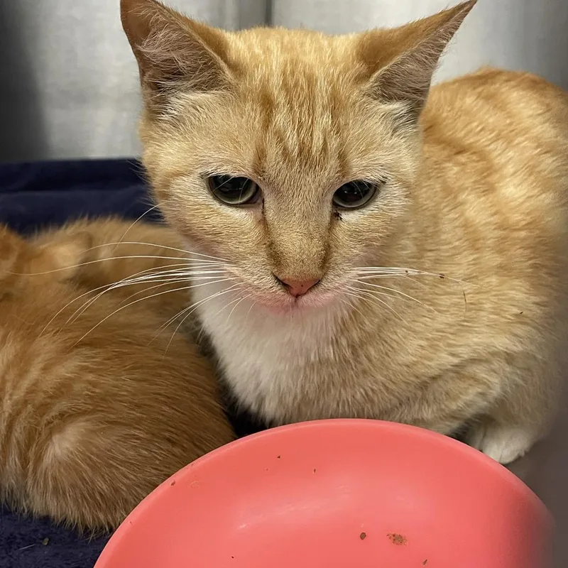 Sunshine thumbnail 3