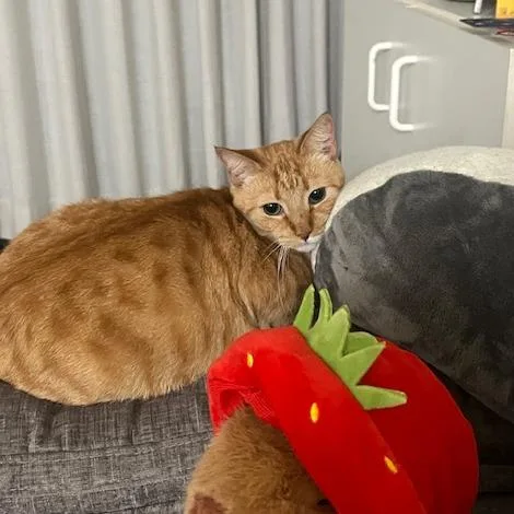 Sunshine thumbnail 4