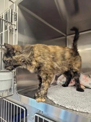 An adult medium-sized female Domestic Short Hair cat named Calypso for adoption in Fergus Falls, MN