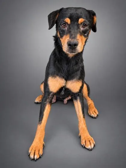 An adult medium-sized female Terrier dog named Denim for adoption in Bowling Green, KY