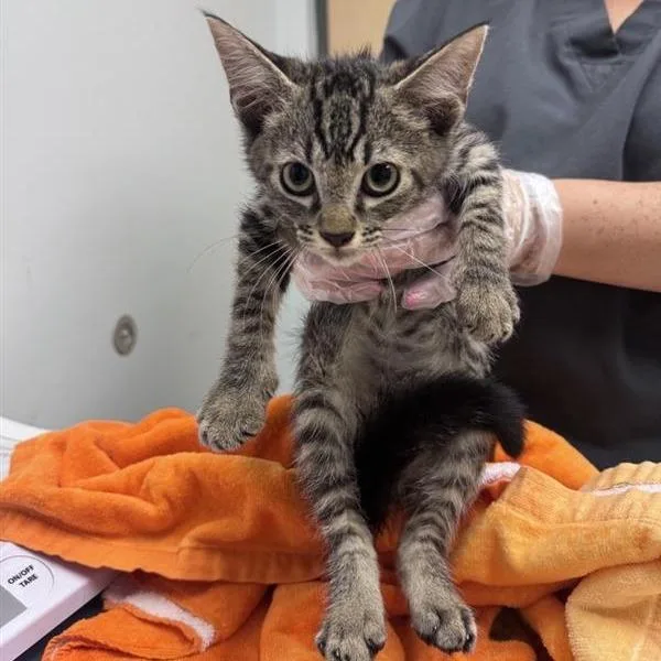 A baby small-sized male Brown / Chocolate Domestic Short Hair cat named Mr. Clark for adoption in Jacksonville, FL