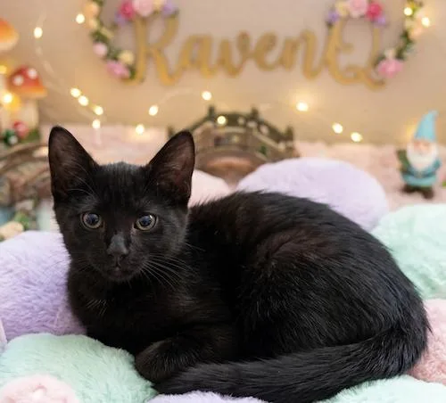 A baby medium-sized female Black Domestic Short Hair cat named RavenQ for adoption in North Highlands, CA