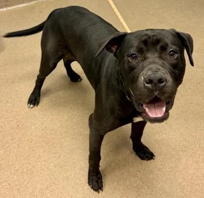An adult large-sized male Mixed Breed dog named Jumu for adoption in Chamblee, GA
