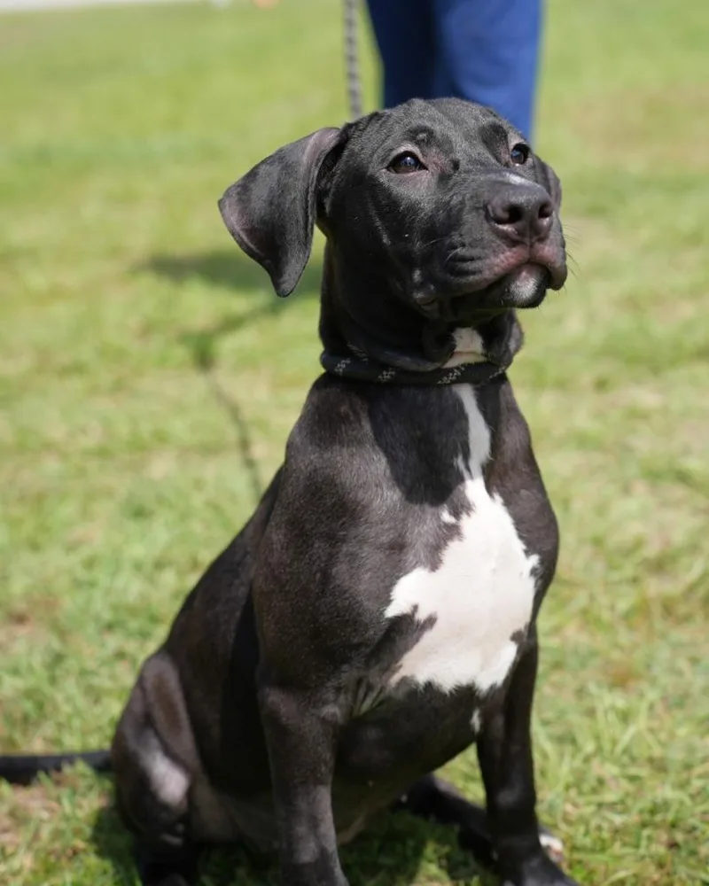 A baby medium-sized female Terrier dog named Eunice for adoption in Springfield, GA