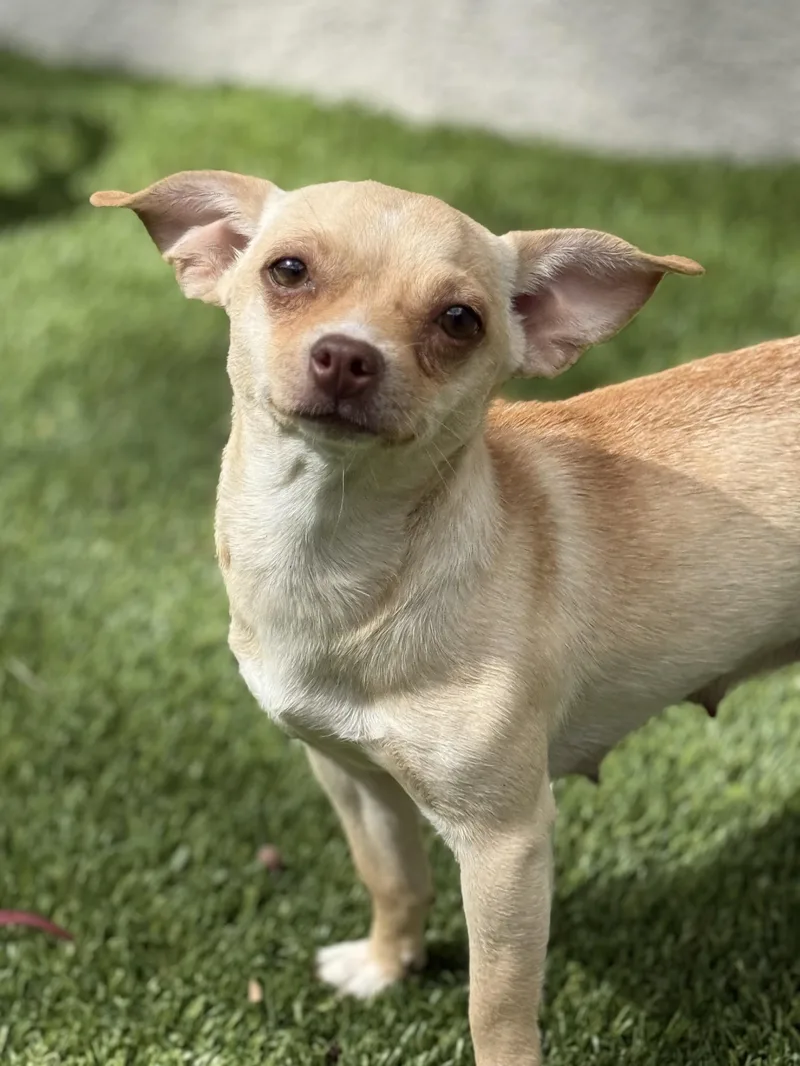 A young small-sized female Apricot / Beige Chihuahua dog named Paris AKA Piper for adoption in Los Alamitos, CA