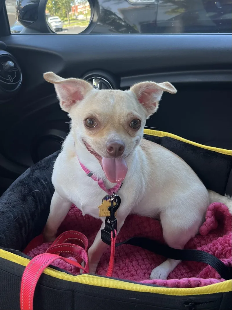Paris AKA Piper thumbnail 2