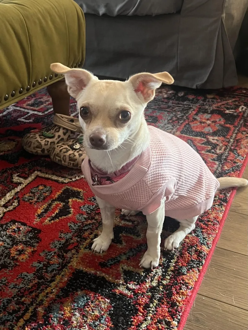 Paris AKA Piper thumbnail 6