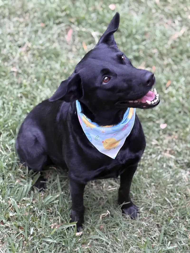 Twinkles thumbnail 6