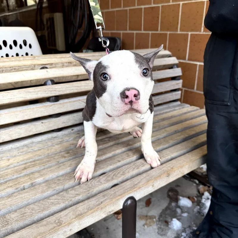 Lil Pebbles thumbnail 2