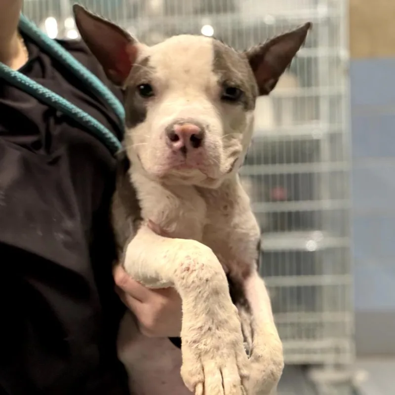 Lil Pebbles thumbnail 3