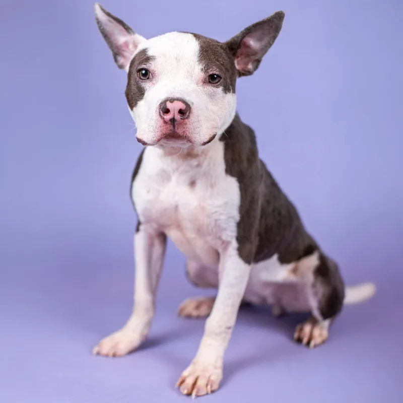 Lil Pebbles thumbnail 6