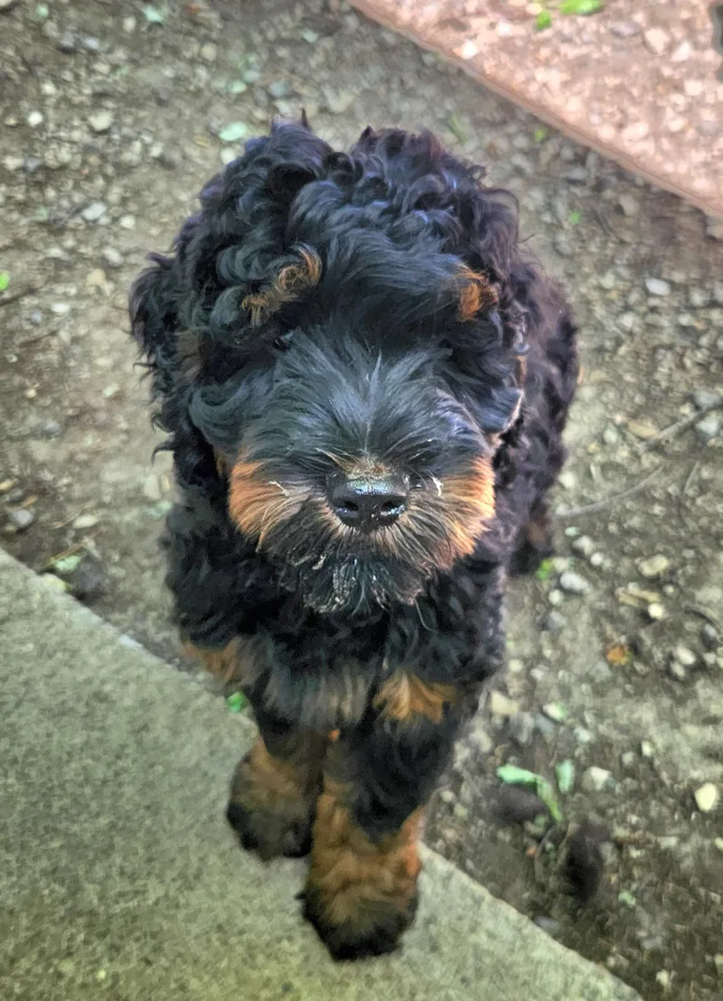 A baby medium-sized male Black Bernedoodle dog named Frankie for adoption in Liberty Center, OH