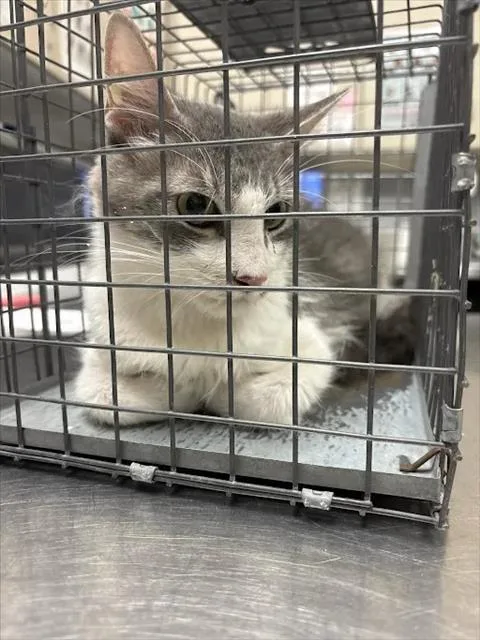 An adult large-sized female Domestic Medium Hair cat named Piro for adoption in Las Vegas, NV