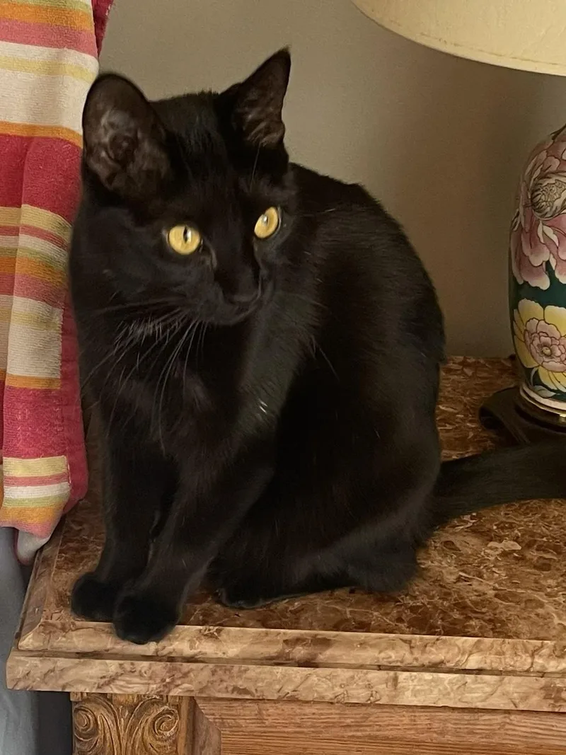 An adult medium-sized female Black Domestic Short Hair cat named Lucinda for adoption in Bloomsdale, MO