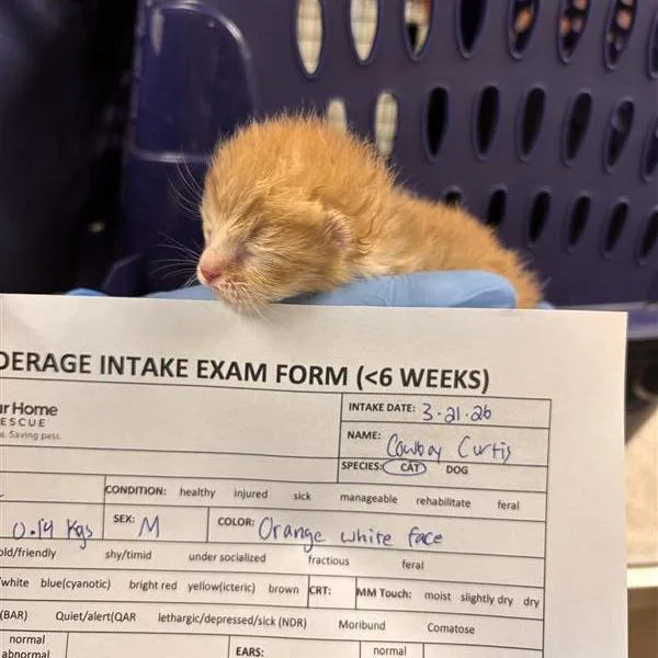 A baby small-sized male Orange / Red Domestic Medium Hair cat named Cowboy Curtis for adoption in Tempe, AZ