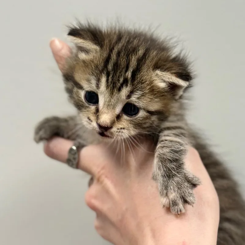 A baby small-sized female Brown / Chocolate Domestic Short Hair cat named Sussie for adoption in Spring Hill, KS