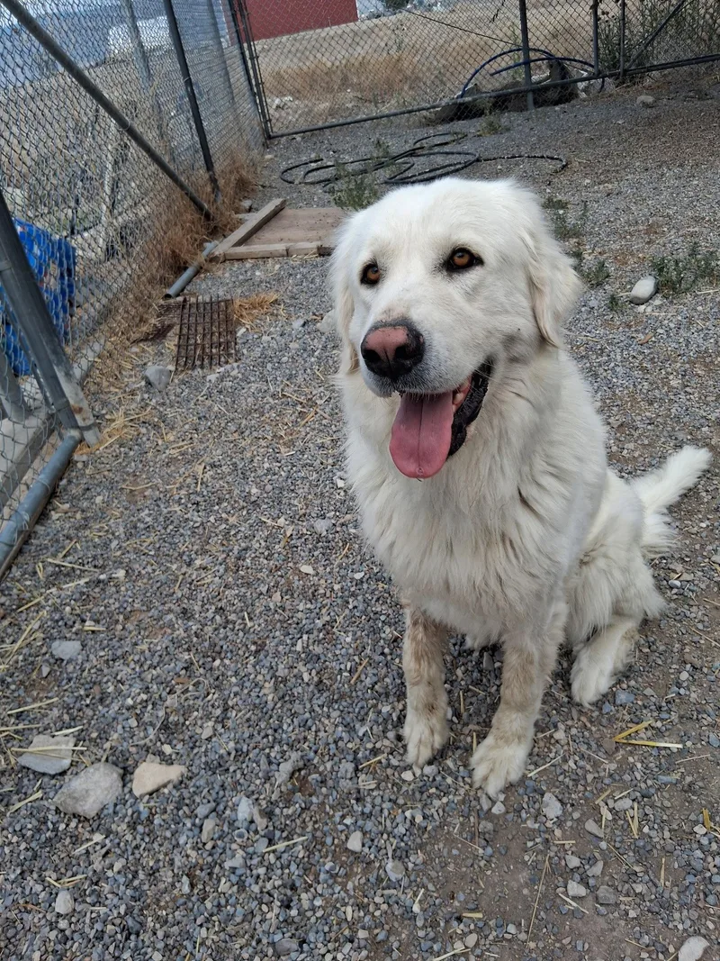 An adult large-sized female Great Pyrenees dog named Princess for adoption in Bountiful, UT